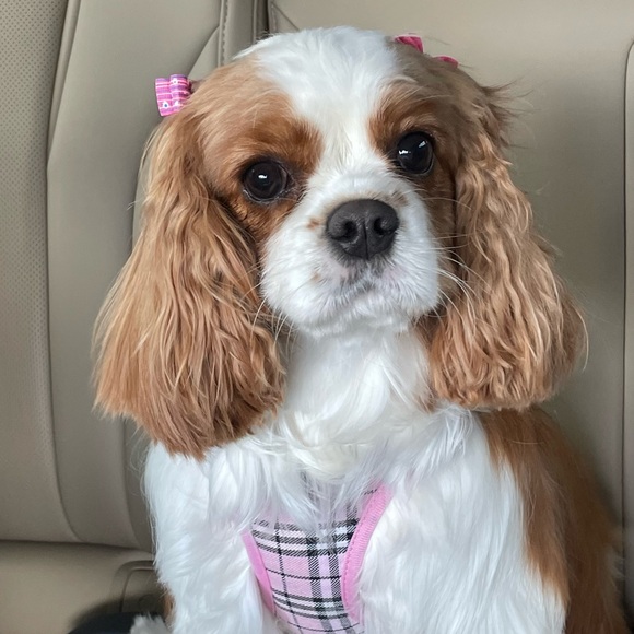 Meet your Posher, Vicki - Picture 2 of 2